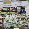 날씨까지 외면한 배추값 8월 폭등 전망… ‘금(金)치 시대’ 열리나