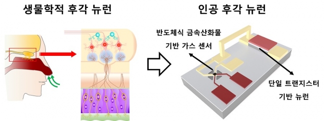 인간의 후각 뉴런 개념도