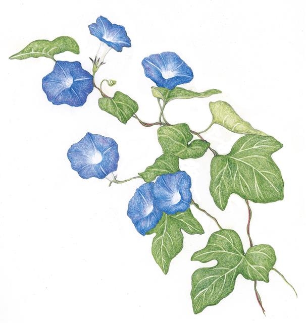 18세기 후반 일본 원예의 주류는 정원에서 분화로 변화한다. 이에 색과 형태가 독특한 식물 품종이 개발되고, 나팔꽃 역시 고액의 투기 대상으로까지 진화했다.
