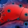 B형 간염 바이러스 침투 막아 간암 발생 막는다