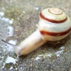 멸종위기 참달팽이 인공증식돼 전남 홍도에 보금자리