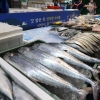 “명태 30% 싸게 사세요”… 정부, 비축 수산물 방출