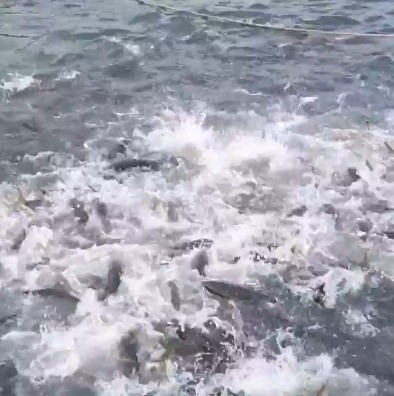 양준혁이 대방어 양식을 인증해 화제다. SNS 캡처