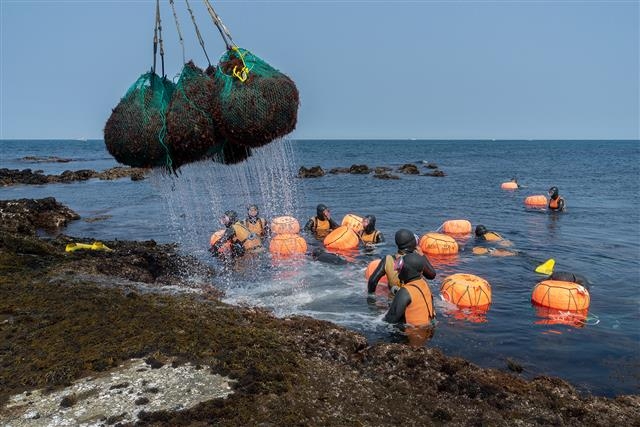 제주도가 내년부터 고령해녀 은퇴수당 지급 연령을 80세에서 75세로 낮추는 안을 추진하고 있다. 사진은 우도에서 우뭇가사리를 채취하는 해녀들의 모습. 제주도 제공
