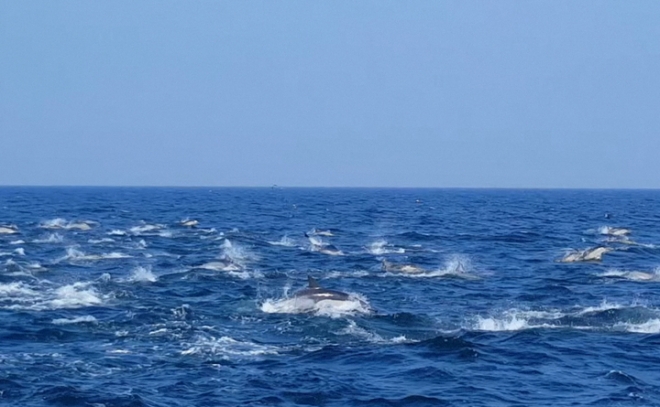 지난 3일 울산 남구 장생포 남동쪽 20㎞ 해상에서 발견된 참돌고래 2000여 마리. 울산 남구 제공