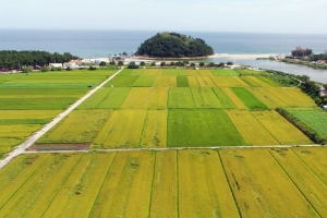 삼척시, ‘금송미’ 브랜드로 육성