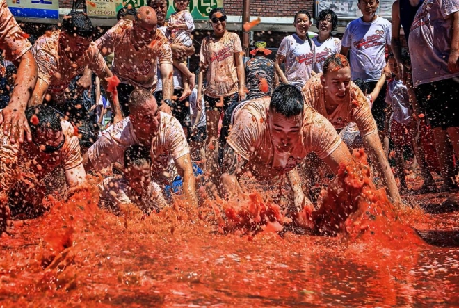 화천 토마토 축제. 화천군 제공