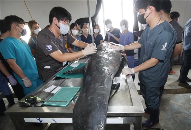 전국 8개 대학 수의과대학 학생들과 관계자들이 19일 오전 제주시 한림읍 한국수산자원공단 제주본부에서 제주 해역에서 발견된 상괭이와 남방큰돌고래 부검을 하고 있다. 2022.7.19. 뉴스1