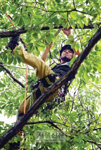 김 센터장이 25m가 훌쩍 넘는 상수리나무 위로 올라 죽은 가지를 정리하고 있다.