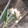‘여대생 사망’ 인하대 꽃집서 국화꽃 나눔…“어떻게 팔아요”