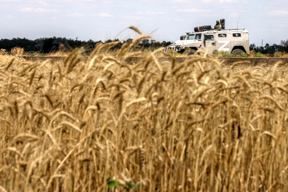 Wheat harvest in Kherson Region, Ukraine