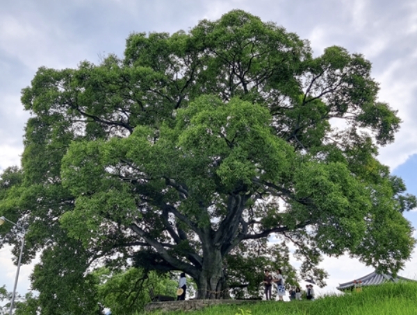 경남 창원 동부마을에 있는 팽나무. 창원시 공식 블로그
