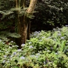 일년에 한번… 거문오름 비밀의 정원 ‘용암길’ 모습 드러낸다