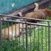[포토] ‘덥다, 더워’ …폭염에 지친 사자들