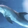 23세 남방돌고래 비봉이, 17년만에 바다로 귀향