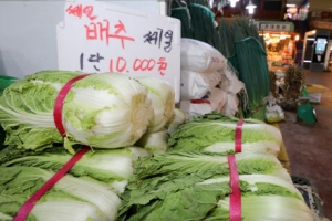 김장철 앞두고 배추 한 포기 만원… 정부, 배추값 내리기 총력전