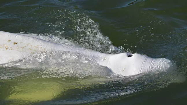 파리 센강까지 흘러온 흰고래. AFP연합뉴스