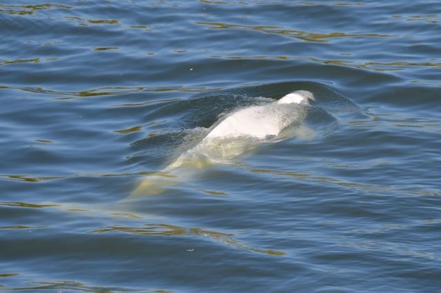 파리 센강까지 흘러 온 흰고래. AFP연합뉴스