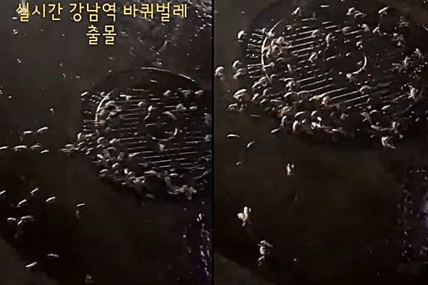 강남역 바퀴벌레 출몰. 유튜브 영상 캡처