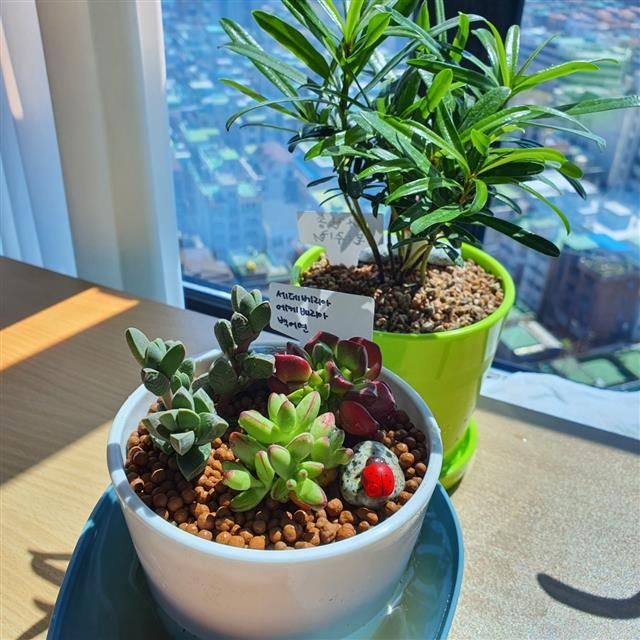 서울 중구 비대면 공원녹지 교육프로그램의 참가자가 직접 만든 홈 가드닝 작품. 중구 제공