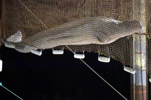 밤샘 구조도 헛되이, 佛 센 강에 갇혔던 벨루가 흰돌고래…