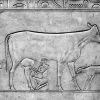 인류의 운명 바꿔온 우유 ‘1만년 여정’ 동행하다
