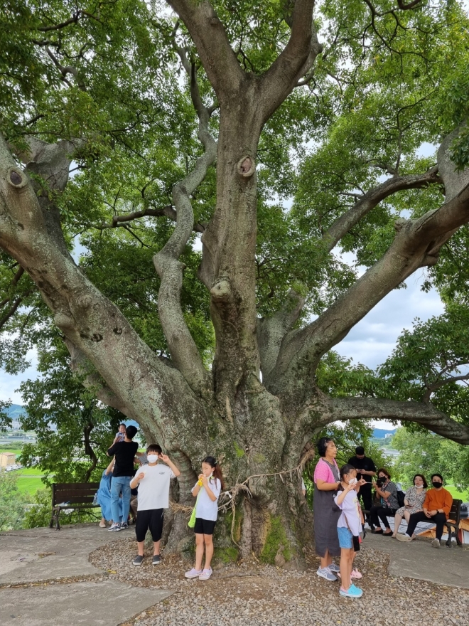 창원시 대산면 동부마을 팽나무.