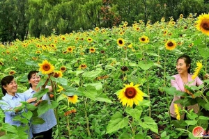 북한, ‘해바라기’ 농사 독려…“재배 면적 계속 확대”