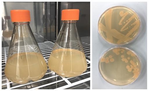 암모니아를 생산하는 박테리아 2종 분리 배양 국립생물자원관 제공
