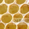 벌초·성묘 앞두고 벌쏘임 주의보