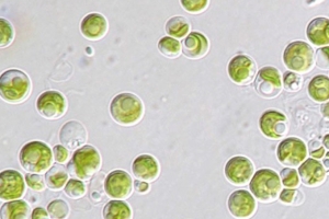 녹조 유발 질소, 인 없애고 바이오연료로도 쓸 수 있는 미세조류 발견