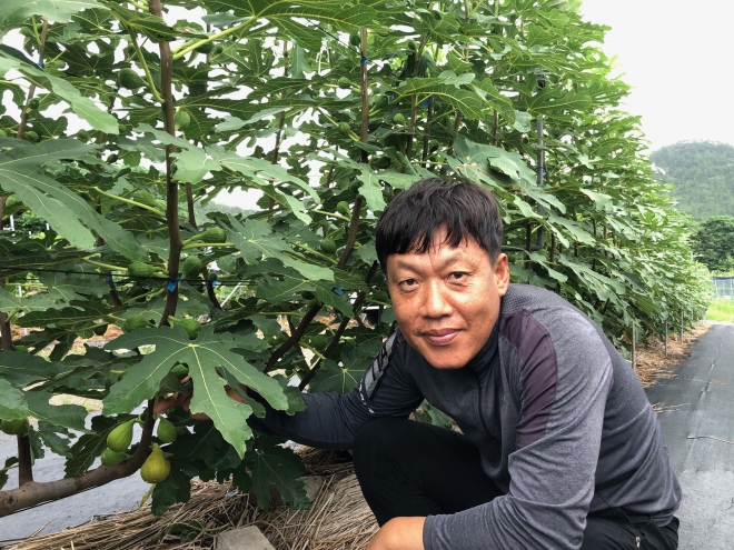 영암에서 친환경 무화과를 재배하고 있는 천삼용 용이농장 대표가 무화과의 효능을 설명하고 있다. 