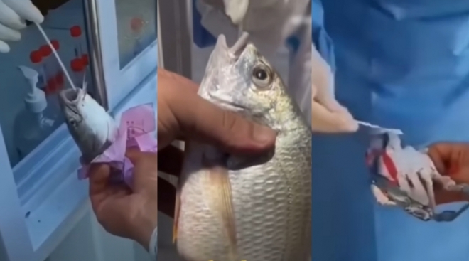 생선, 게 등 해산물에 PCR 검사를 실시하는 중국. 유튜브 채널 South China Morning Post