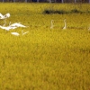 [서울포토] 처서 앞두고 익어가는 황금빛에 모여드는 새들