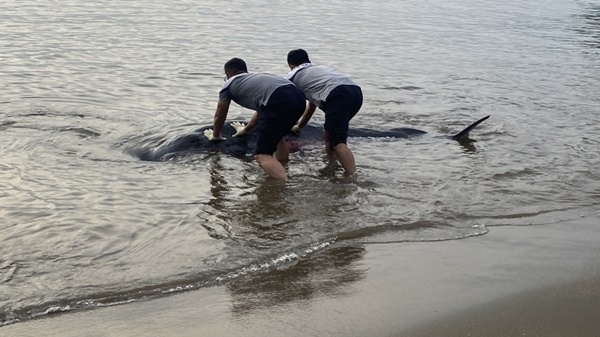 21일 오전 5시 30분쯤 전남 여수시 오천동 모사금해수욕장 해변에 밀려온 새끼고래를 여수해경이 바다로 보내고 있다. 여수해경 제공   