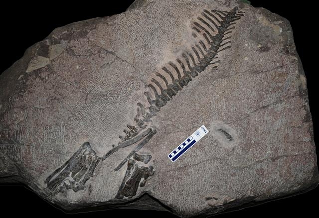 ‘화성 뿔공룡(코리아케라톱스 화성엔시스) 골격 화석’
