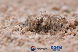 해양보호생물 ‘발콩게‘, 안산 대부도 일대 50년 만에 서식 확인