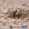 해양보호생물 ‘발콩게‘, 안산 대부도 일대 50년 만에 서식 확인