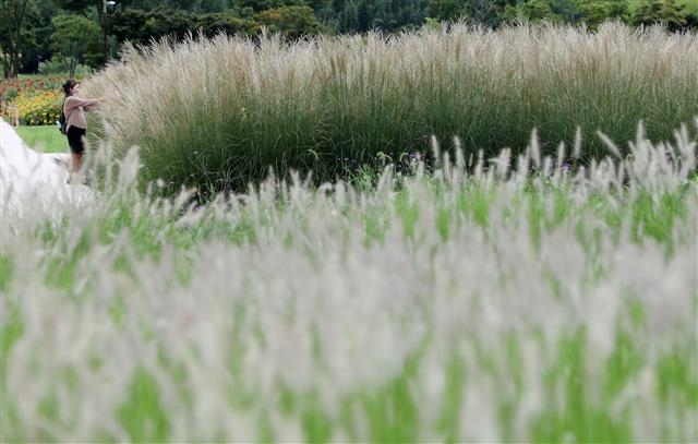태화강변에 활짝 핀 ‘가을의 향연’