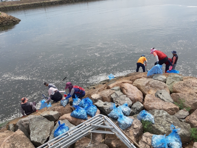 목포시가 지난 28일 평화광장 앞바다에서 폐사한 전어 수만 마리를 수거하고 있다.