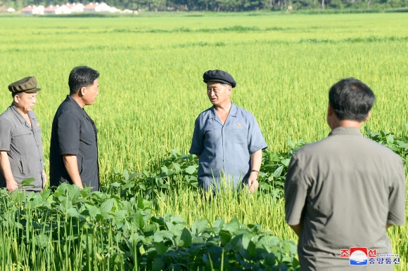 북한 김덕훈 내각총리가 수안군, 신계군, 신포시 ,홍원군, 함주군, 천내군 등 황해북도, 함경남도, 강원도안의 여러 농장에서 농사실태를 구체적으로 알아봤다고 조선중앙통신이 21일 보도했다. 2022.8.21 조선중앙통신 연합뉴스