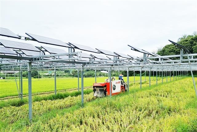 지난 1일 농부가 경남 함양 기동마을의 태양광 모듈이 설치된 논에서 콤바인으로 작업을 하고 있다. 한화큐셀 제공