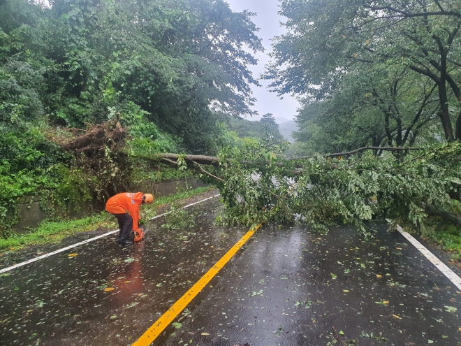 전북 임실군 강진면 갈담리에서 강풍에 나무가 쓰러져 도로를 덮쳤다(전북소방본부 제공)