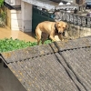 [포토] ‘지붕으로 대피한’ 개…폭우에 잠긴 마을