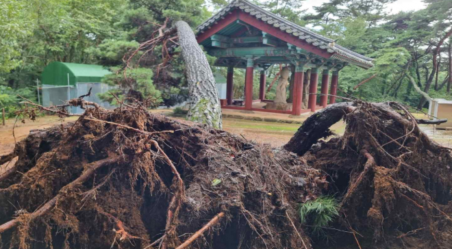 보물인 경주 배동 석조여래삼존입상 근처 소나무가 무너진 모습. 문화재청 제공
