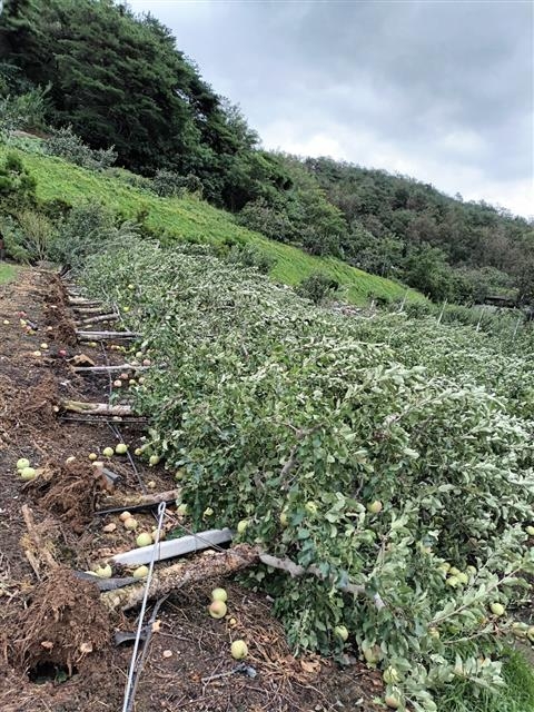 뿌리째 뽑힌 사과나무