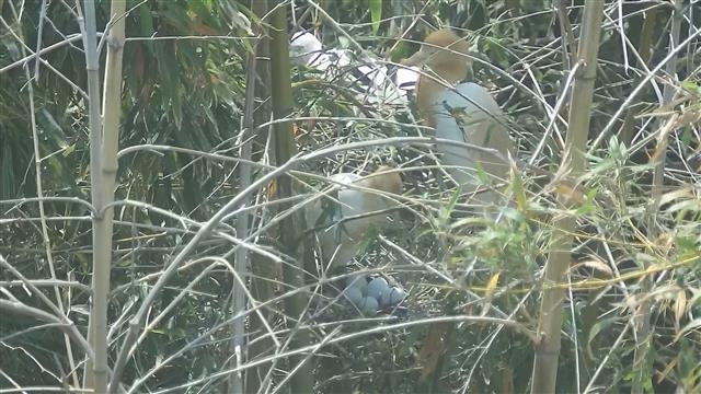 어미 황로가 태화강 삼호철새공원에 튼 둥지에서 알을 품고 있다. 울산시 제공