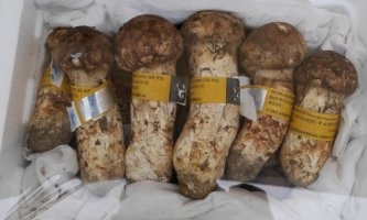 풍작인 양양송이 가격이 여전히 고공행진이다. 양양군 제공