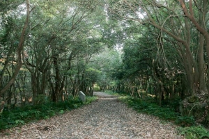 오름·곶자왈 등 민간 환경보전 보상… 제주 ‘생태계 서비스 지불제도’ 추진