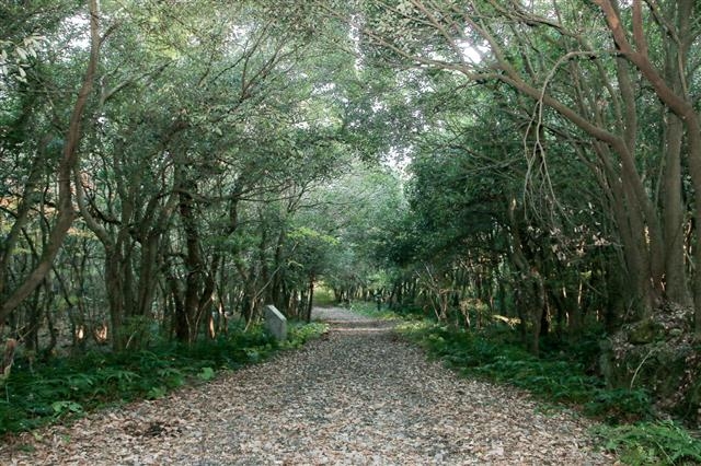제주도가 습지, 오름, 곶자왈 등에 대한 민간 환경보전 활동에 인센티브를 부여하는 ‘제주형 생태계서비스지불제’ 도입을 위해 용역착수보고회를 열 예정이다. 사진은 제주시 한경면 청수리곶자왈의 모습. 제주도 제공